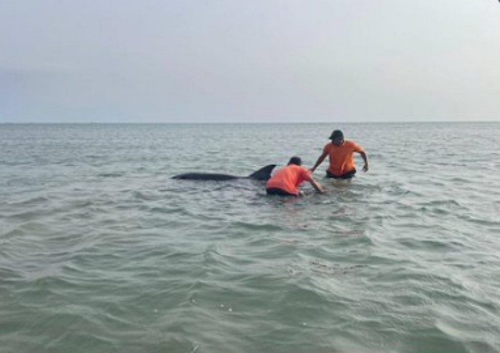 حرس الحدود بمنطقة مكة المكرمة يعيد دلفينًا للبحر بعد أن جرفته الأمواج إلى الشاطئ