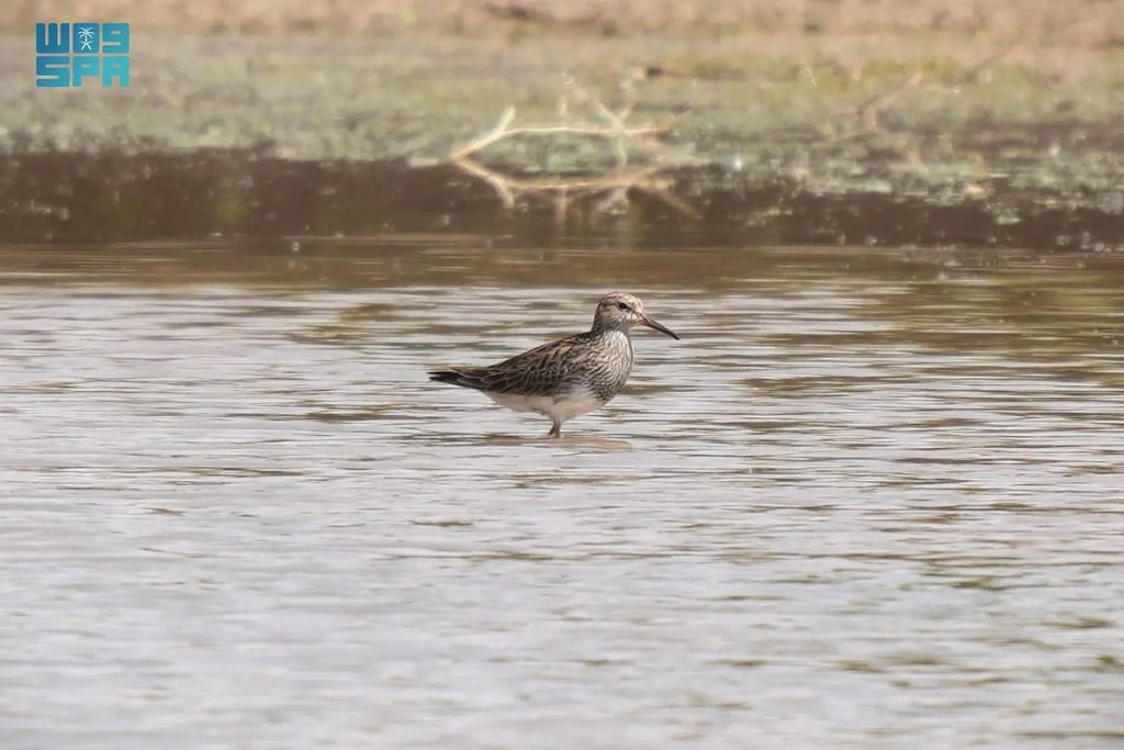 هيئة تطوير محمية الملك عبدالعزيز الملكية توثق طائر الطيطوي النبطاء لأول مرة بالمملكة