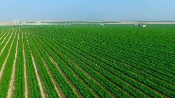 شروط مبادرة «مزرعتك في مصر» والأوراق المطلوبة.. شهادة دولارية وتقسيط بفائدة سنوية 4%