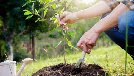 انطلاق مبادرة "تشجير" لتعزيز الغطاء النباتي بجزر فرسان