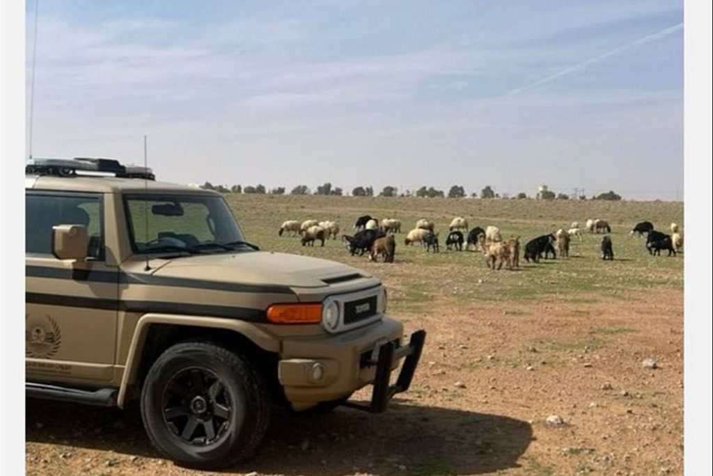 ضبط مقيم لارتكابه مخالفة رعي في محمية الإمام تركي بن عبدالله الملكية