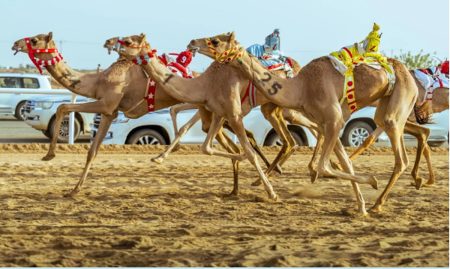 الهجن السعودية تحقق المراكز الأولى في افتتاحية مهرجان ولي العهد بالطائف