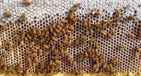 الإرشاد الزراعي: 3 أسباب أهَّلت المملكة لإنتاج العسل على مدار العام