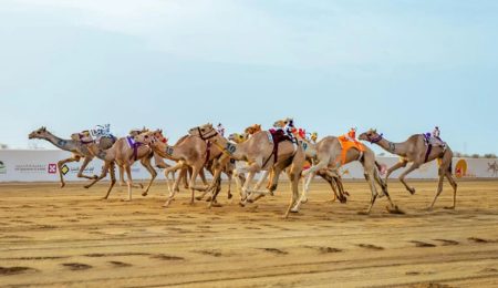 اليوم.. انطلاق منافسات فئة "الثنايا" ضمن مهرجان ولي العهد للهجن 2025