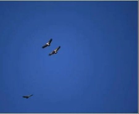 المملكة معبر آمن للطيور المهاجرة في موسم الهجرة الخريفية