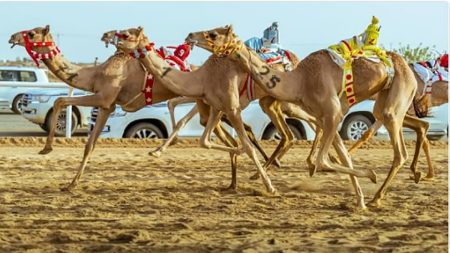 متحدث مهرجان «ولي العهد للهجن»: السباق يعكس إرث المملكة وهويتها الثقافية