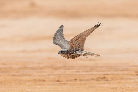 انطلاق مبادرة تصحيح أوضاع الصقور بالمملكة