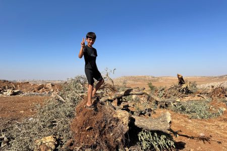 إبادة من نوع آخر.. لماذا يستهدف الاحتلال أشجار الضفة؟