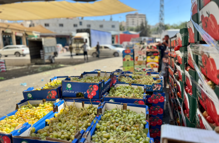 مزارعو العنب في الخليل فرادى في مواجهة هجمات المستوطنين