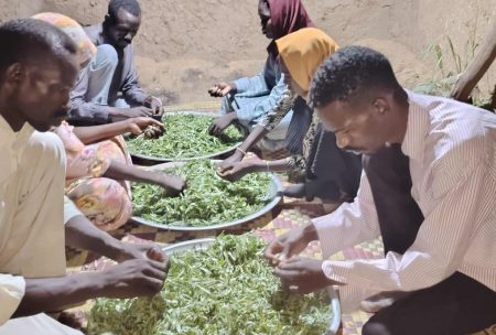 بدائل محدودة للحصول على الغذاء في الفاشر المحاصرة