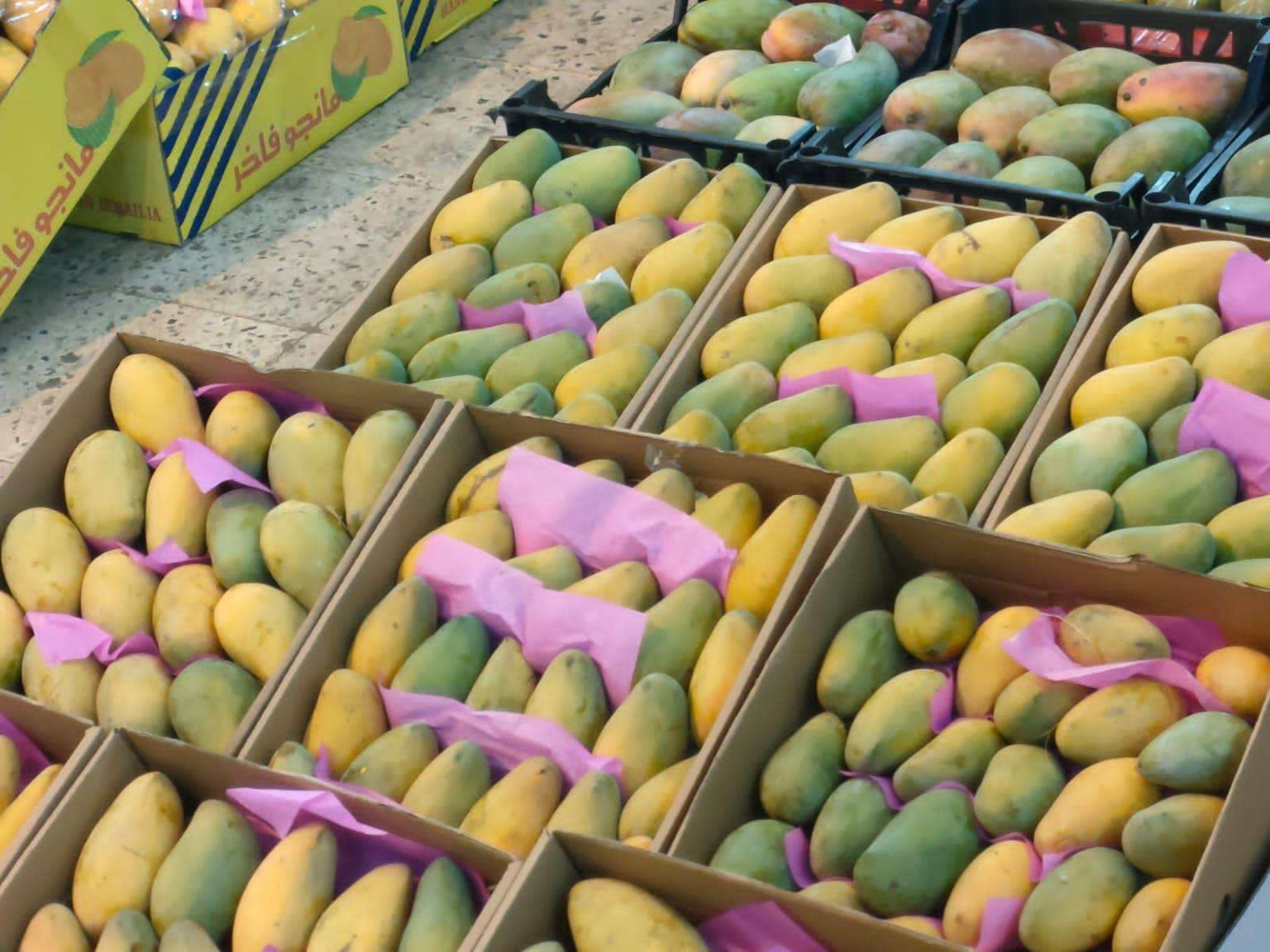 الكيلو بـ 30 جنيه.. أسعار المانجو اليوم الثلاثاء 16 سبتمبر 2025 في الأسواق