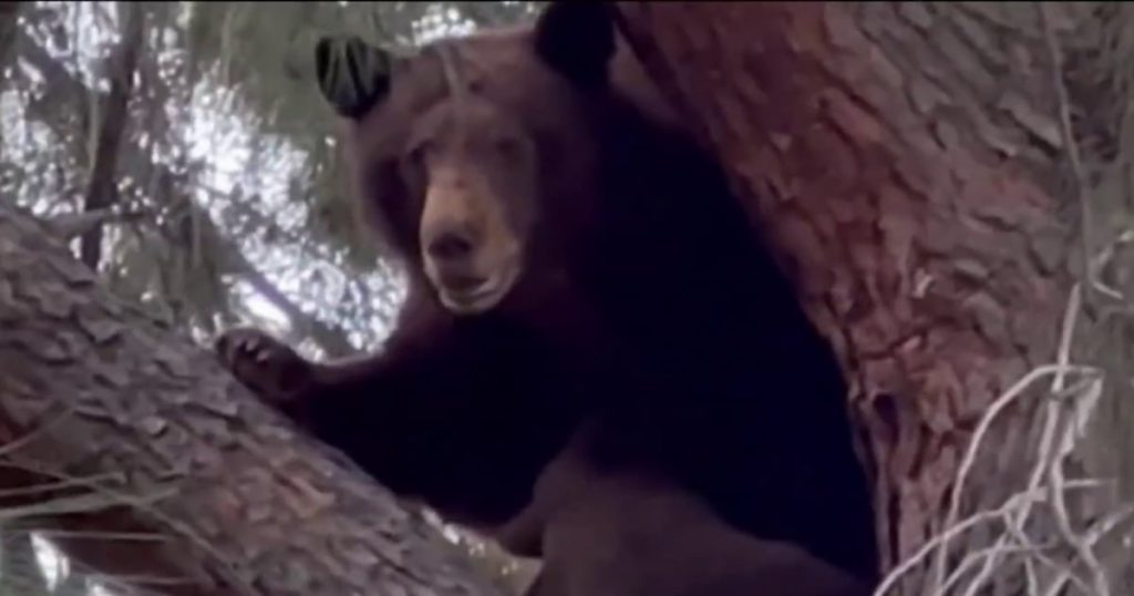 1713577618542 now staytuned california bear 240419 1920x1080 yhnvpt