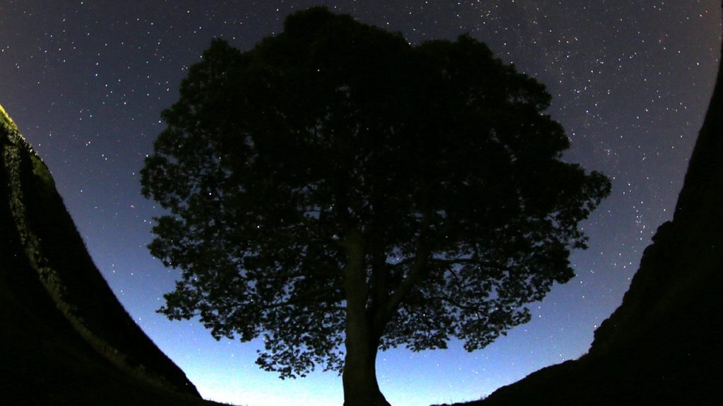 Britain Sycamore Gap Tree Cut Down