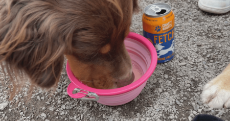 Doggie Beer