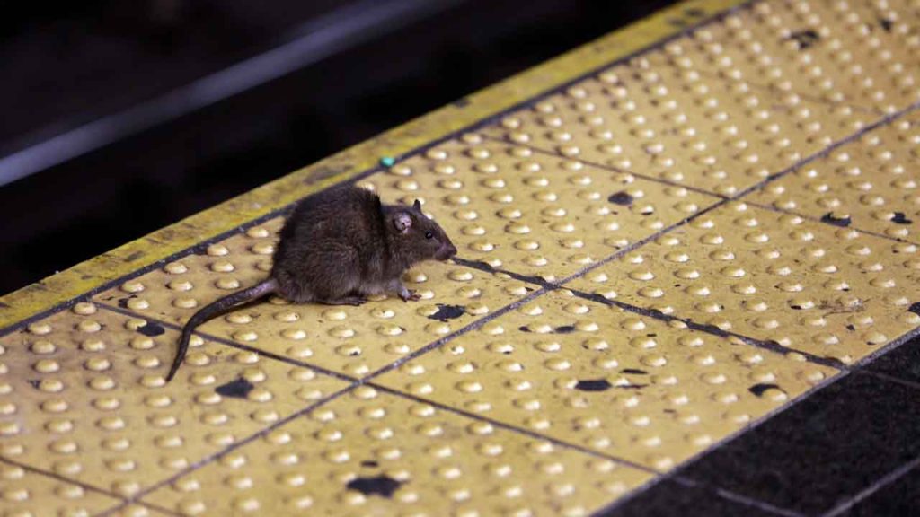 Rat nyc subway