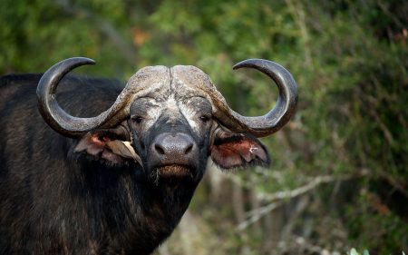 South Africa Buffalo