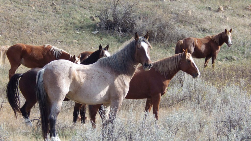 Wild Horses North Dakota