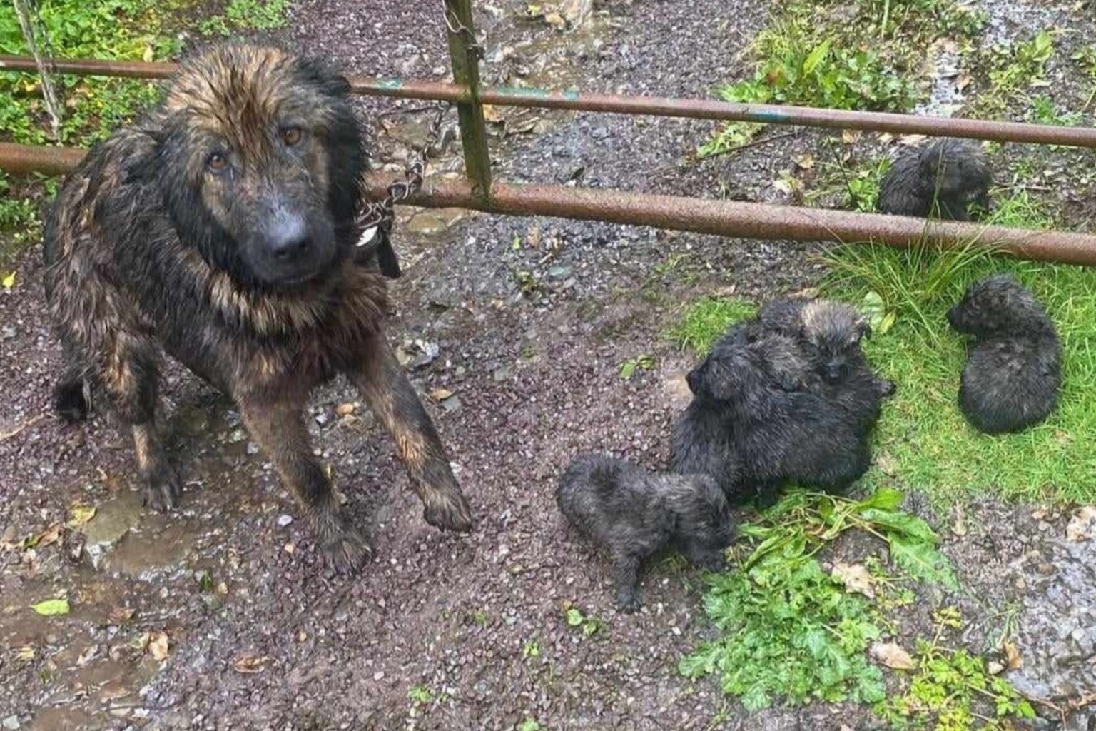 abandoned dog puppies