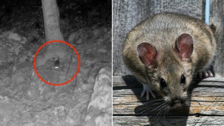 allegheny woodrat split