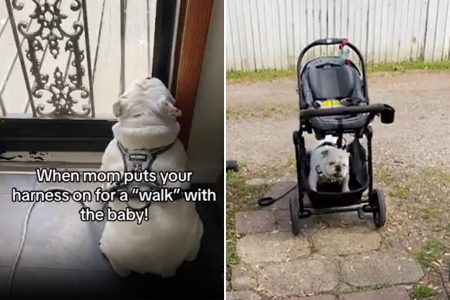 bulldog preparing his stroller walk