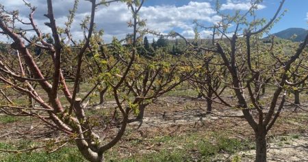 cherry trees