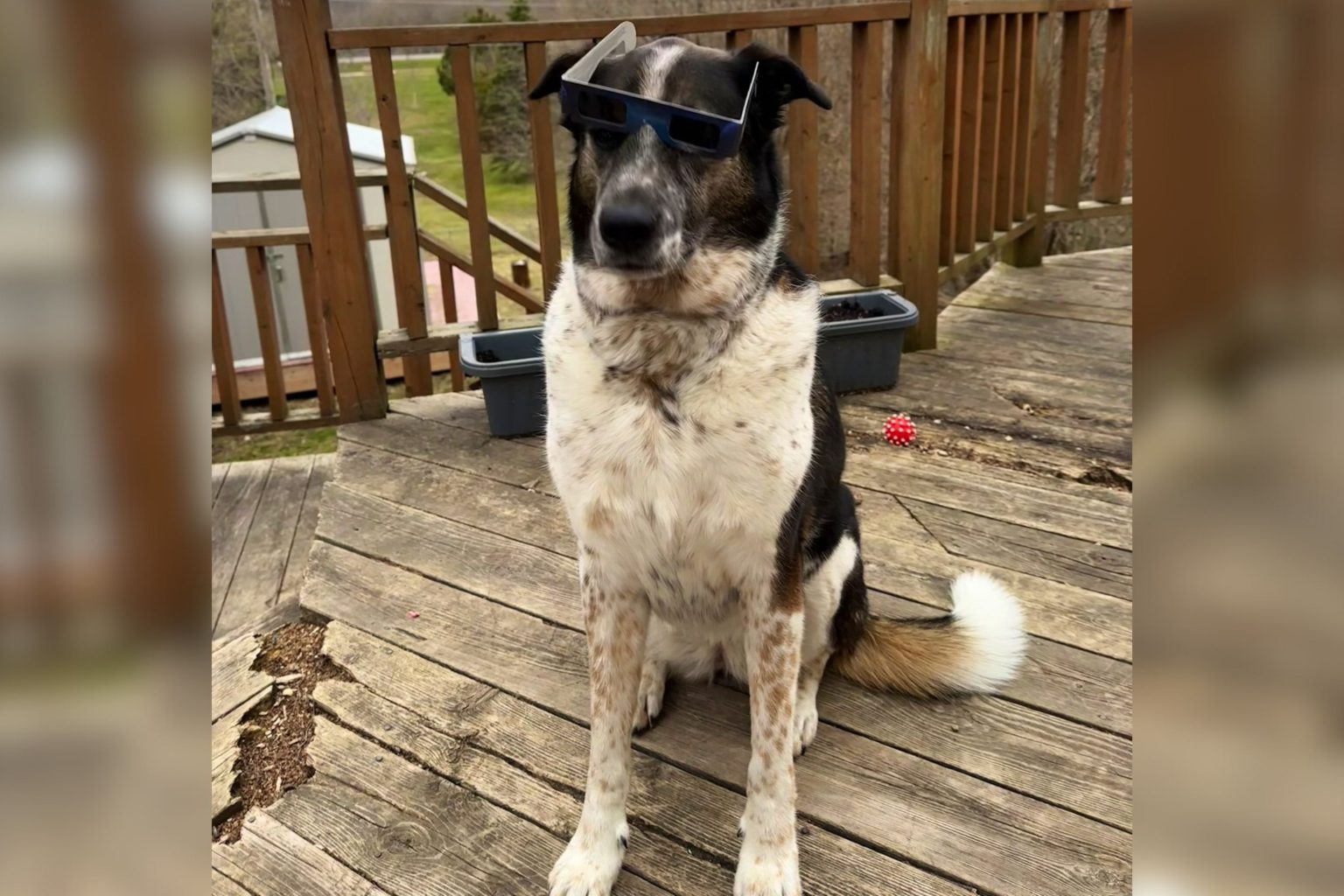 dog wearing glasses eclipse