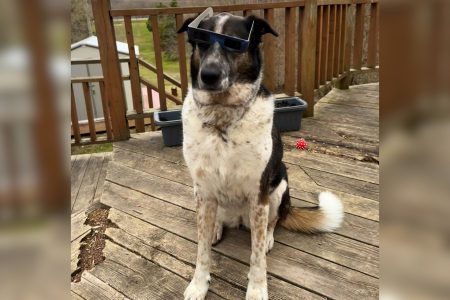 dog wearing glasses eclipse