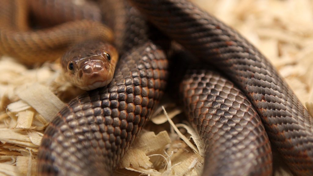 rat snake Getty