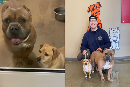 rescue dogs adopted together