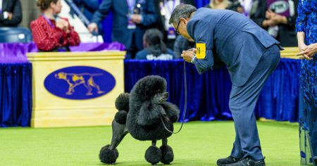 14westminster dog show live blog best in show sub wztb facebookJumbo