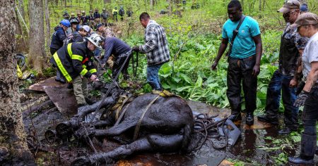 14xp horses rescue facebookJumbo