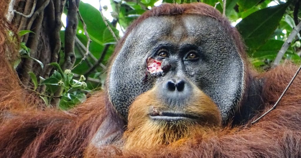 240501 orangutan vl 528p eab4cb