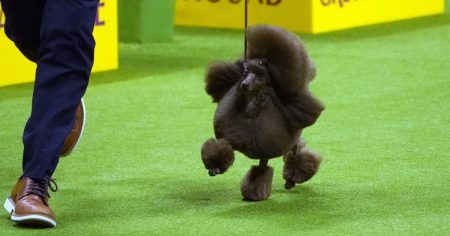 240514 Westminster Dog Show Sage the miniature poodle ac 1115p 62e1d0