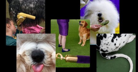 240514 westminster dog show gallery 3x2 cs 33d782