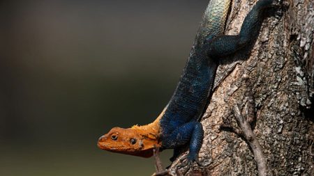 2e48adf0 African redhead agama Climbing down a Tree Trunk