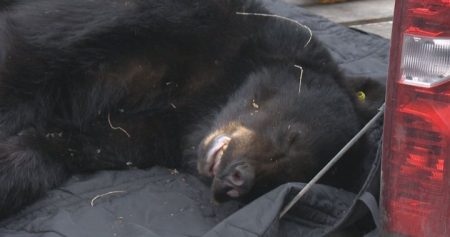 Bear tranquillized Kelowna