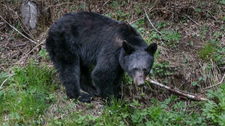 Black bear smokey mountains