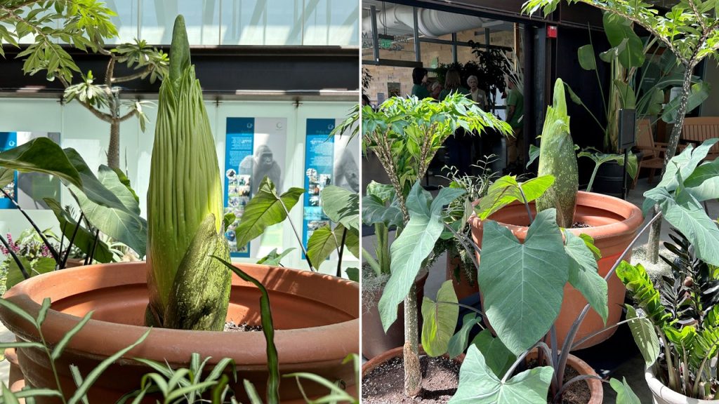 Horace the corpse flower split