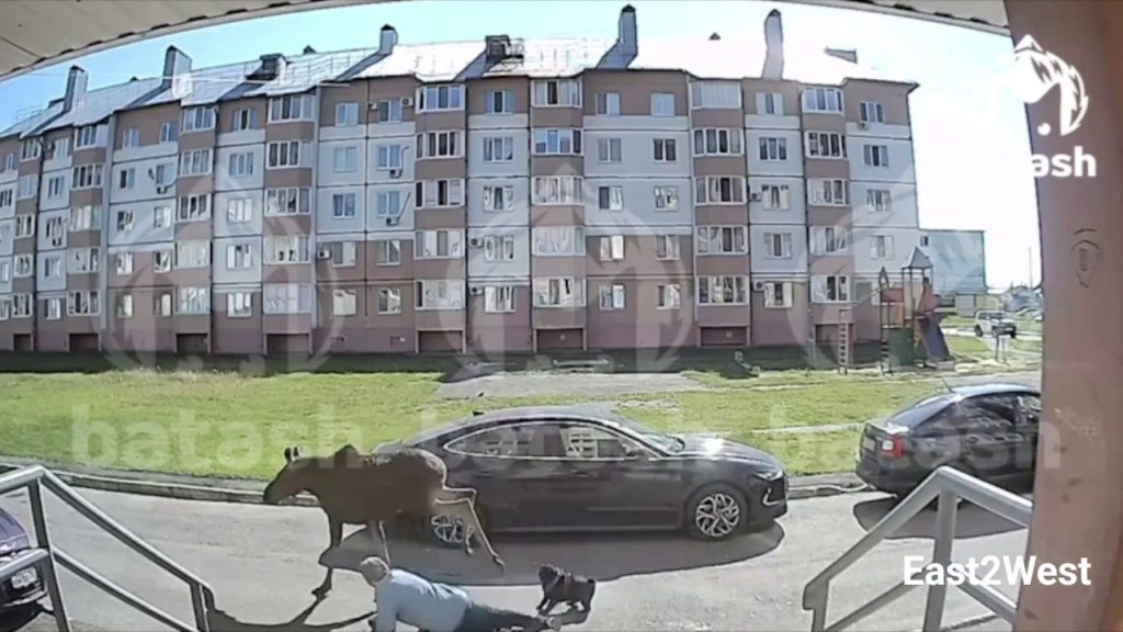 Moose rampages around Russian city 1