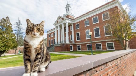 ODD Cat Honorary Degree