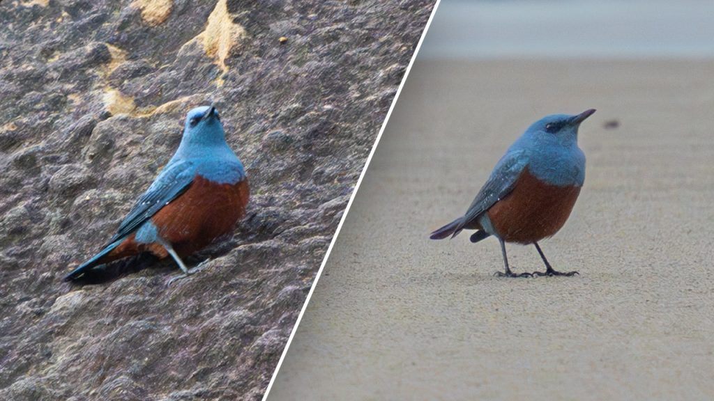 Rare Blue Rock Thrush split