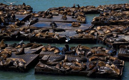 Sea Lions