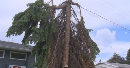 Tree trimmed near power lines