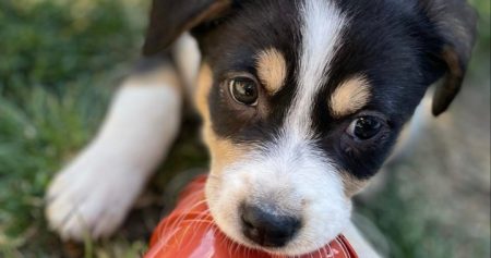 Victoria Humane Society puppy