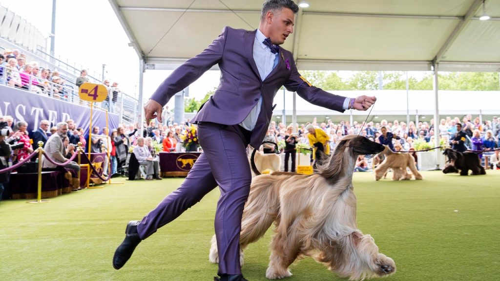 Westminster Dog Show