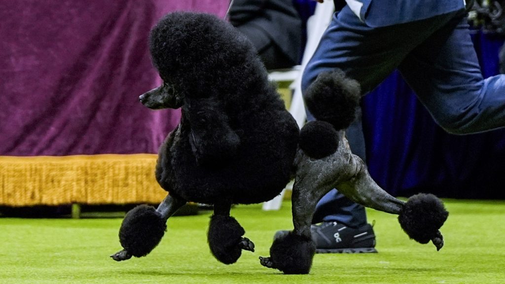 Westminster Dog Show Winner