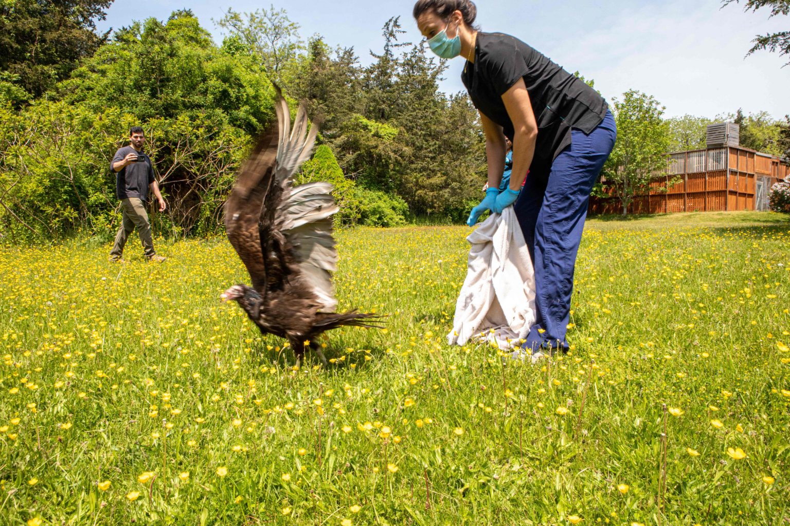 bird flu map us outbreak cdc michigan