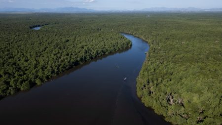 brazil mangroves