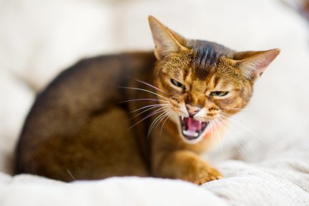 cat hissing while laying down