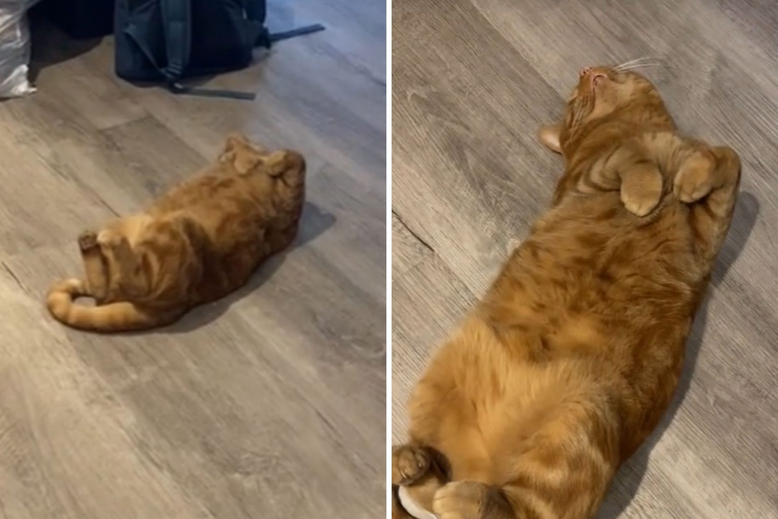 cat plays dead